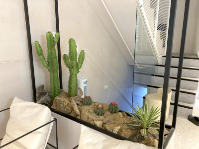 仿真-龍舌蘭 室內綠化