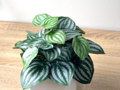 仿真-西瓜皮椒草