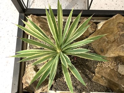 【仿真】-龍舌蘭